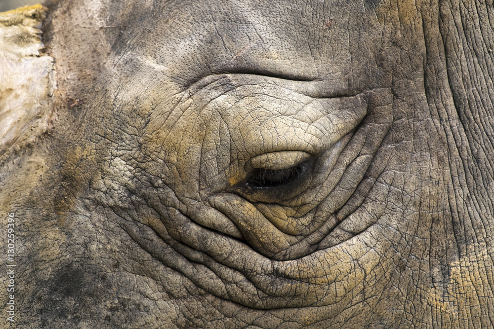 focus Rhino Eye focus Rhino Eye