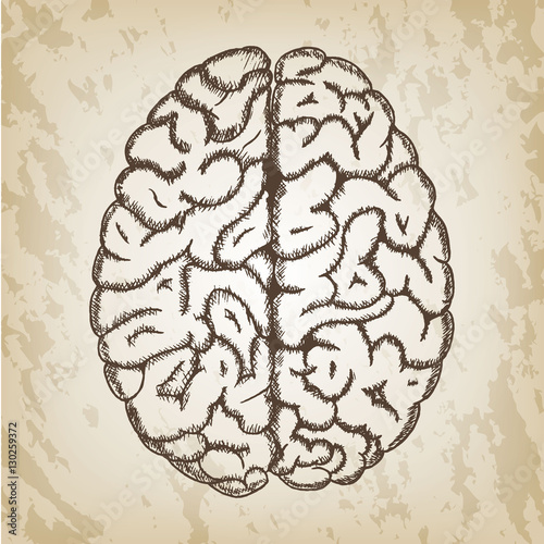 Hand drawn vector illustration - Human brain sketch with top view both hemispheres of cerebral cortex.