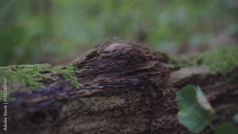 moss on a tree and wood moss on a tree and wood