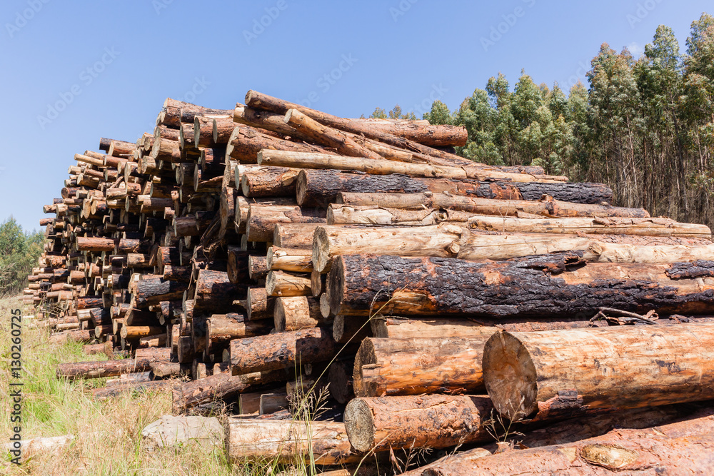 Forestry Trees Logs Harvest stacks on mountain landscape Forestry Trees Logs Harvest stacks on mountain landscape