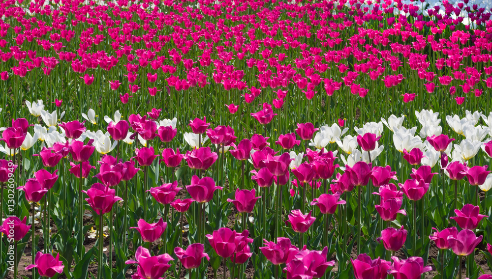 Field with colorful tulips