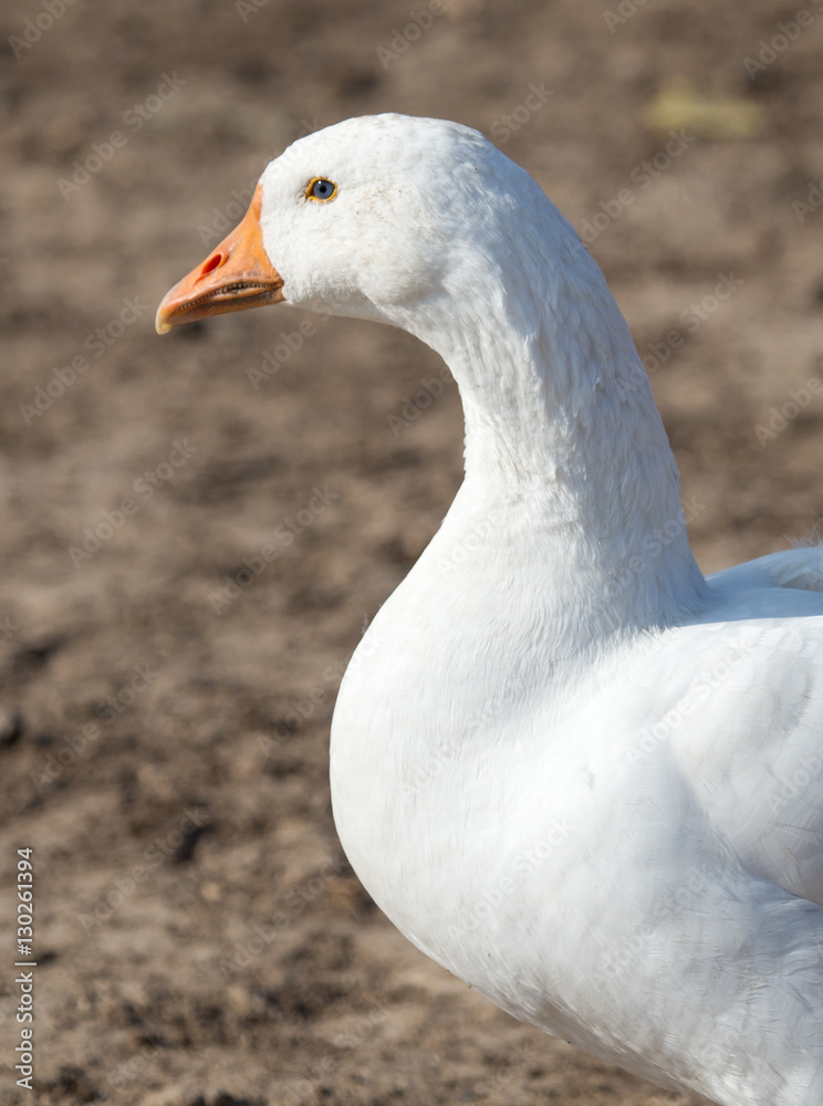 Goose on the nature Goose on the nature