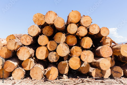 Forestry Trees Logs Harvest stacks on mountain landscape