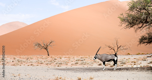 oryx on sand
