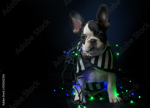 Puppy of french bulldog on black background with christmas lights on it
