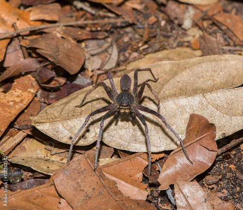 Dark gray spider sits on fallen leaves (Indonesia)