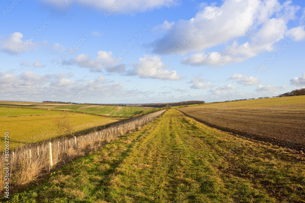 bridleway with saplings