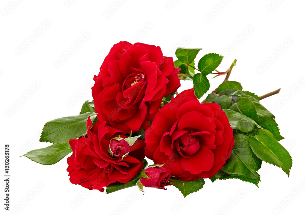 Fototapeta red rose isolated on white background