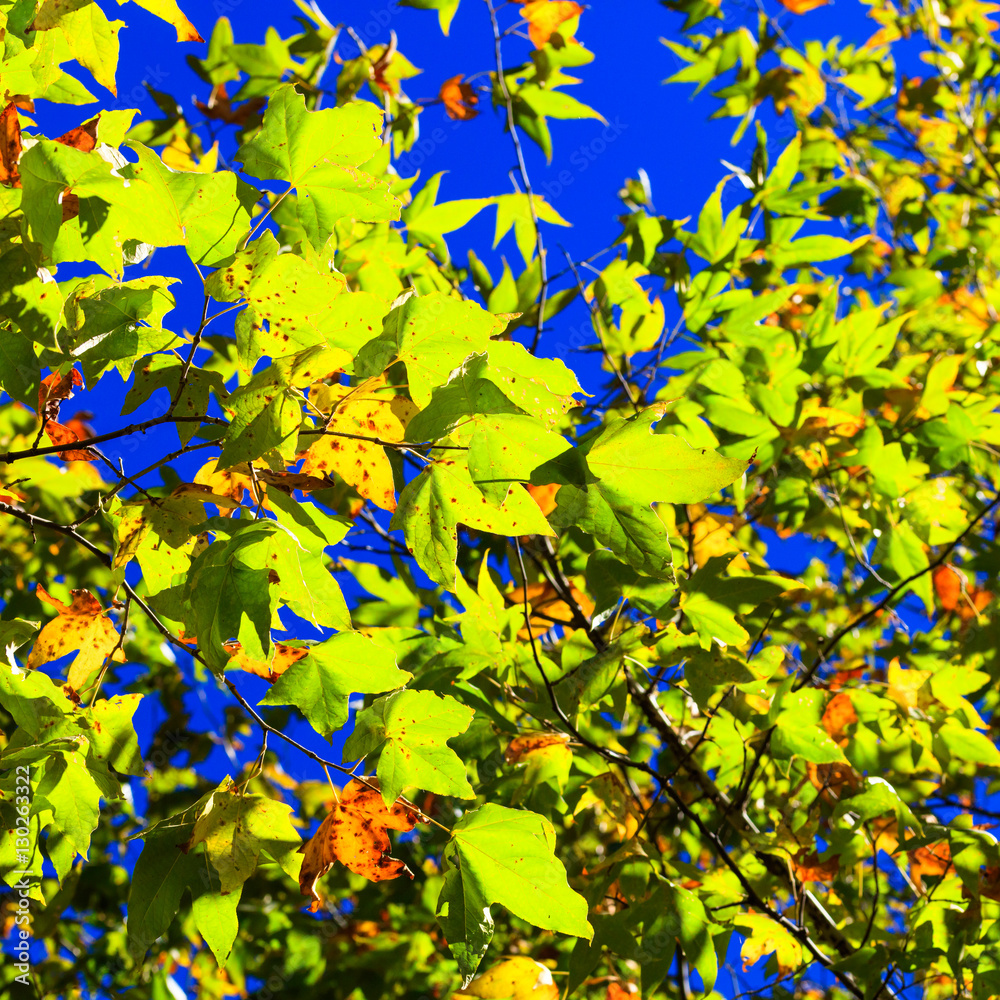 Arizona fall colors Arizona fall colors