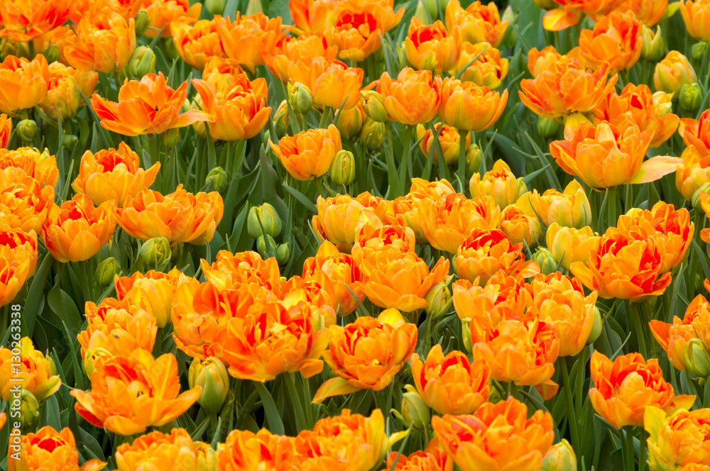 Orange tulips Orange tulips