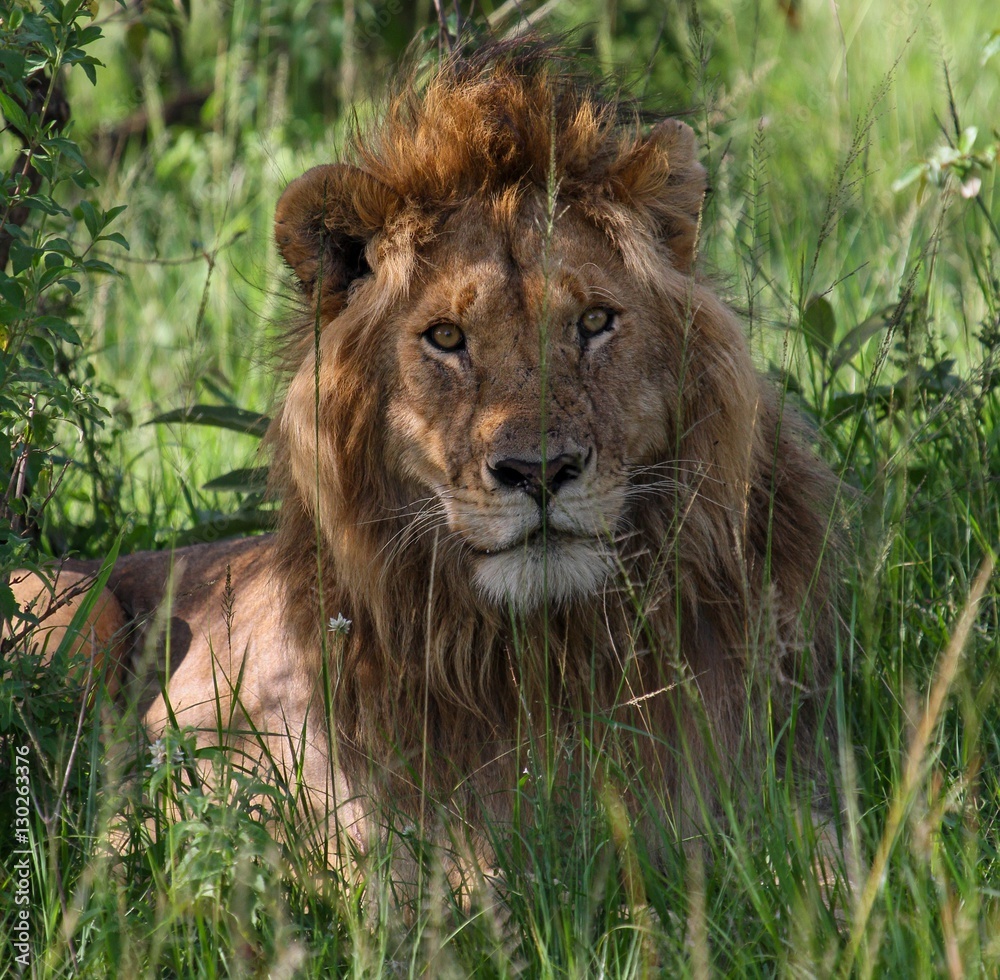 Lion in Africa Lion in Africa