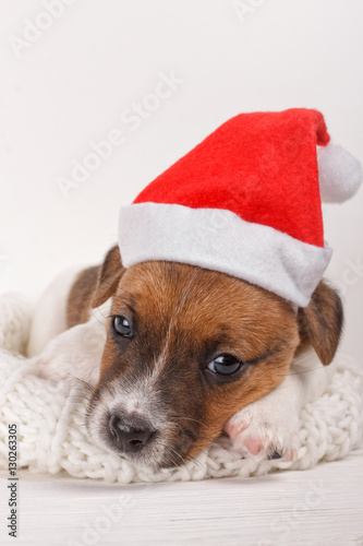 Cute Small Puppy Wearing Santa Hat and Lying on Soft Natural Wool Sweater over White Background. New Year Dog looking at camera Over Soft Cozy Holiday Background at Home. Sadness Depression on Holiday