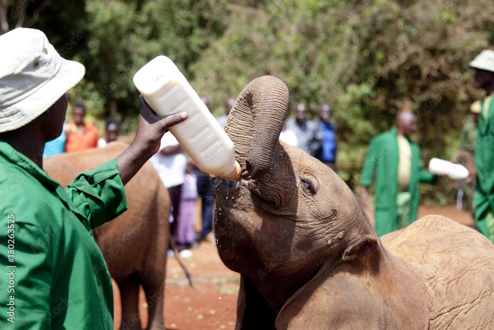 Fototapeta premium Orphaned elephant being fed in Nairobi, Kenya