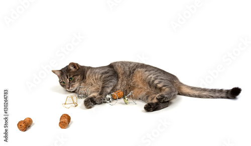 Gray cat lying on its side with champagne wine corks and muselet