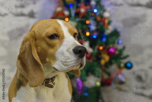 Портрет собаки порода бигль на фоне новогодней елки с разноцветными огнями и игрушками 