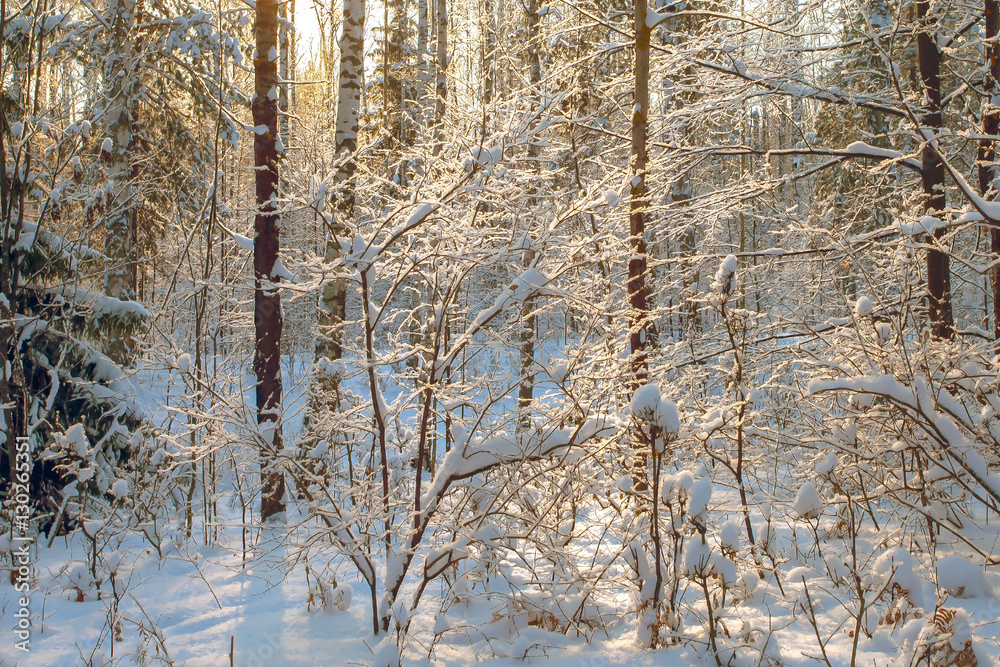 Fototapeta premium beautiful sunny winter day in the forest