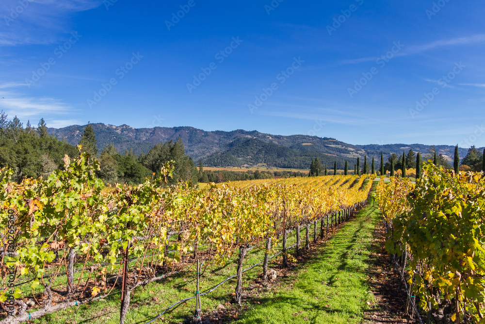 Autumn vineyard in Napa Valley