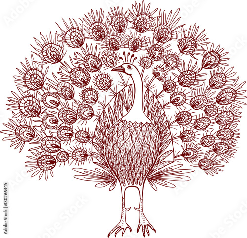 sketch of a decorative peacock