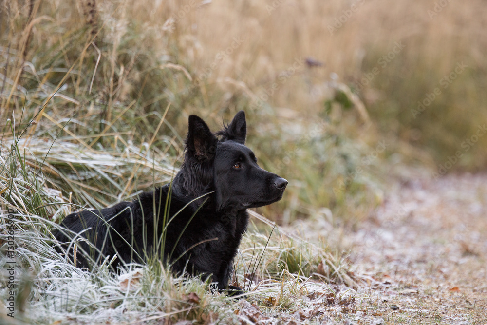 Black longcoated german shepherd Black longcoated german shepherd