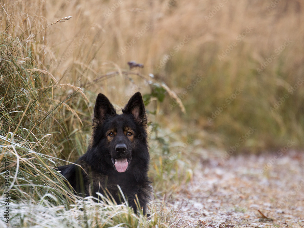 Dark sable longcoated German shepherd dog lying Dark sable longcoated German shepherd dog lying