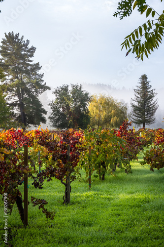 autumn vineyard in the morning