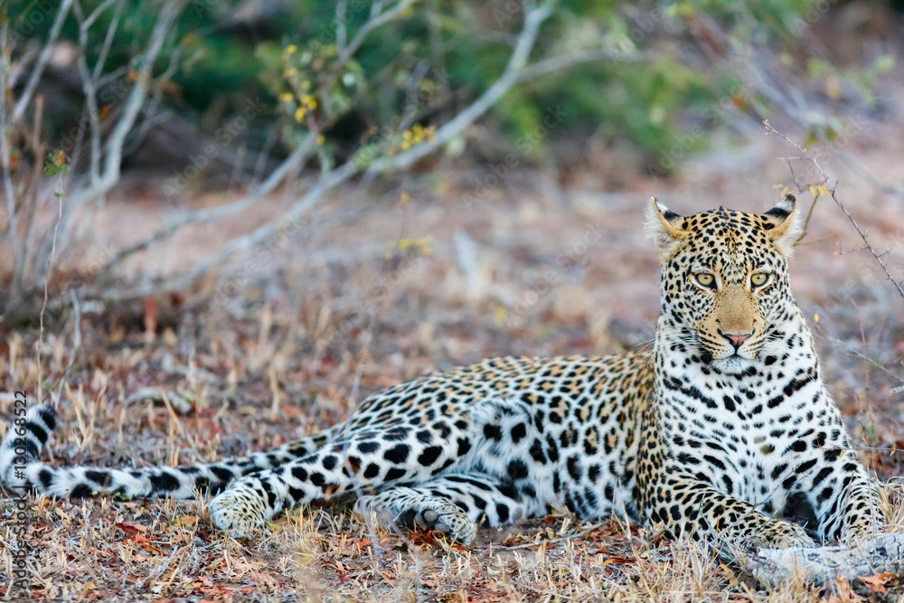 Obraz premium Young male leopard