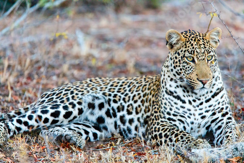 Young male leopard