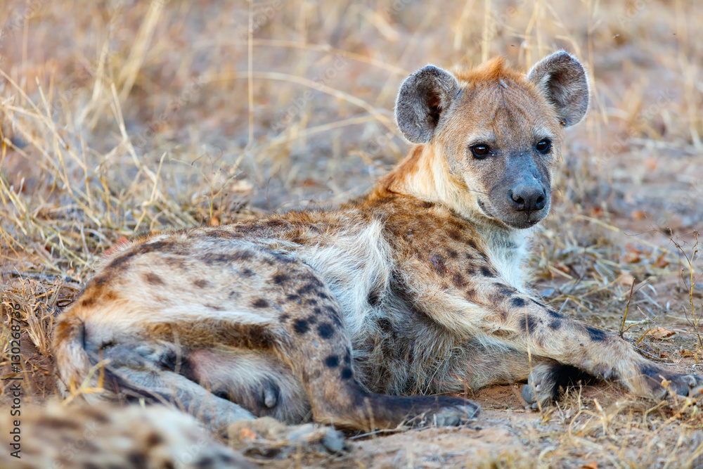 Hyena in Africa Hyena in Africa