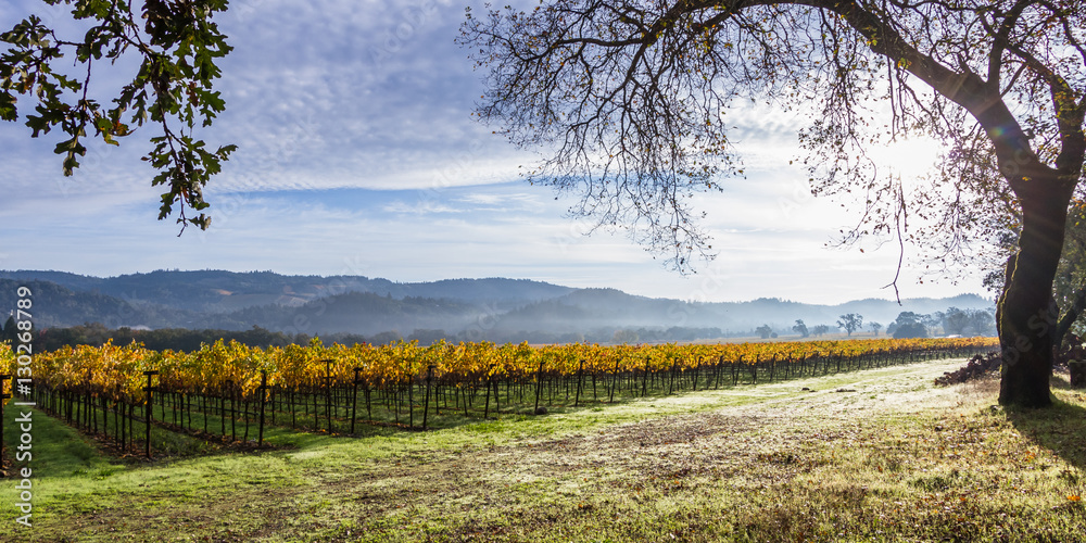 Obraz premium autumn morning in Napa Valley