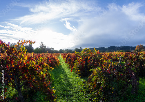 autumn vineyard in the morning