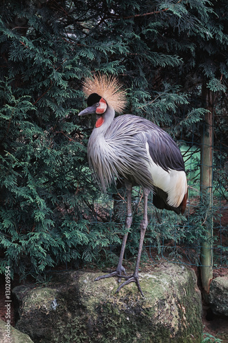 Crowned Crane standing on a rock.