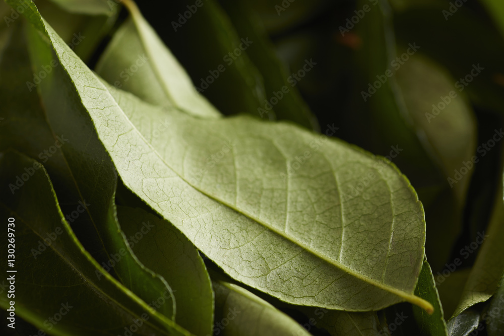 fresh curry leaves, sometimes spelled fresh curry leaves, sometimes spelled