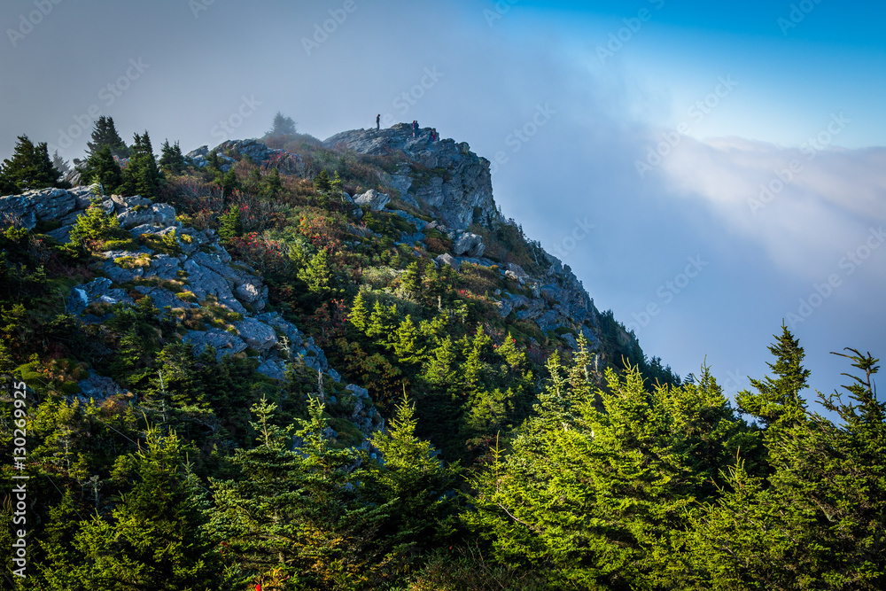 Pine trees and rocky summit, at Grandfather Mountain, North Caro