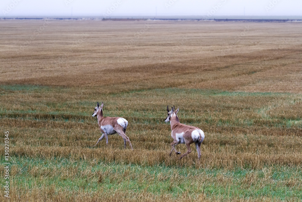 Pronghorn Antelope - Antilocapra americana Pronghorn Antelope - Antilocapra americana