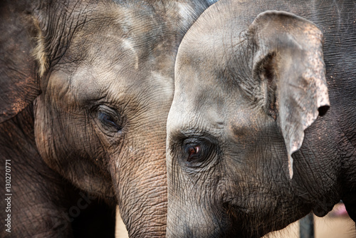 Photography Heads of Asian elephants in Sri Lanka