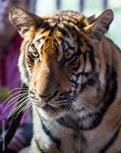 Closeup portrait of a Little Indo-Chinese  tiger  Thailand  Tiger Temple
