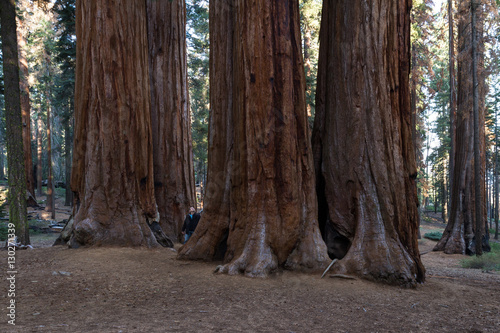 Giant sequoia grove