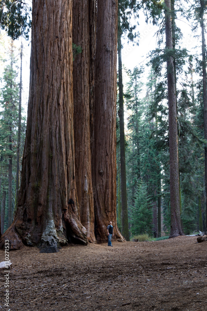 Obraz premium Giant sequoia grove