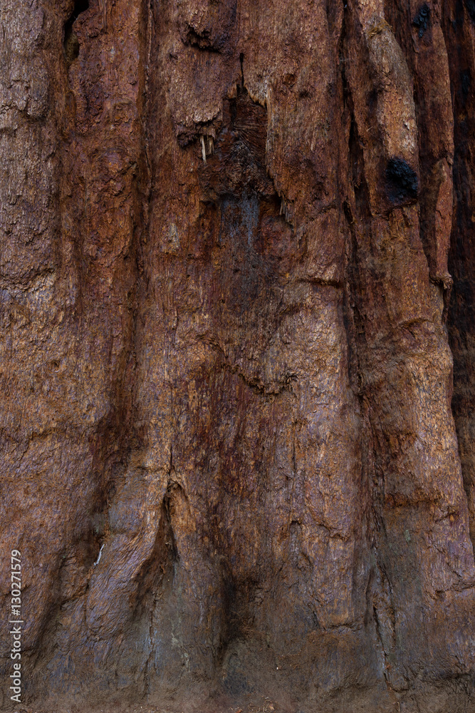 sequoia bark close up