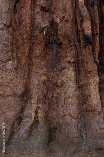 sequoia bark close up © wollertz