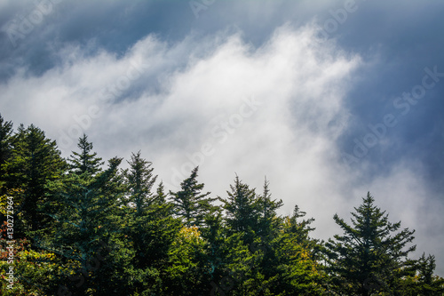 Trees and fog illuminated by the sun, at Grandfather Mountain, N