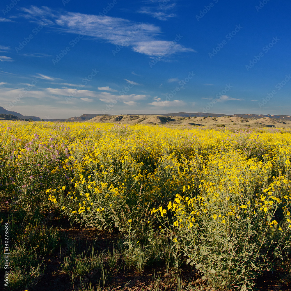 Fototapeta premium New Mexico Flowers