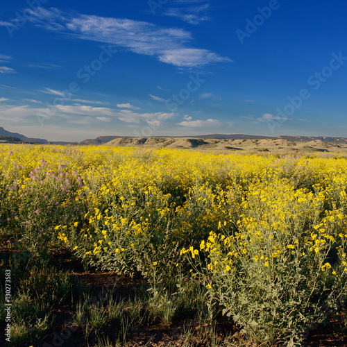 New Mexico Flowers