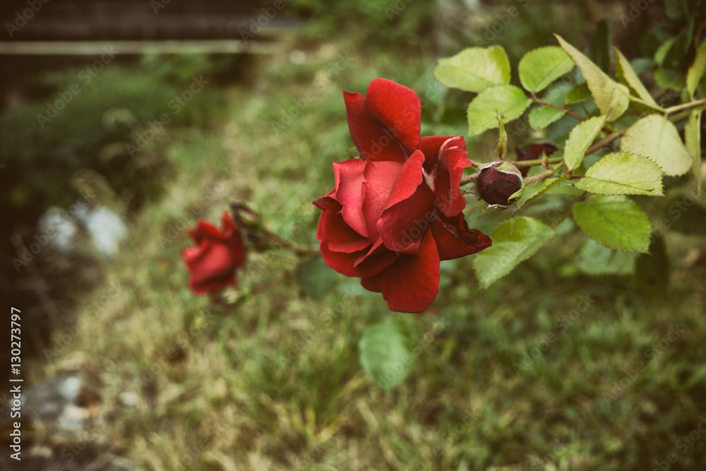 Red Rose. Czech Republic