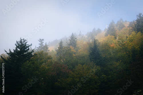 Trees in fog  at Grandfather Mountain  North Carolina.
