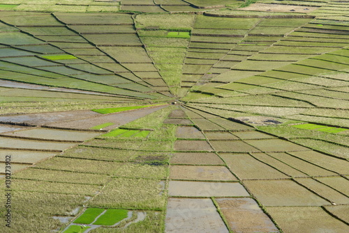Rice field in spider's web shape, Region of Ruteng, Flores Island, Indonesia photo