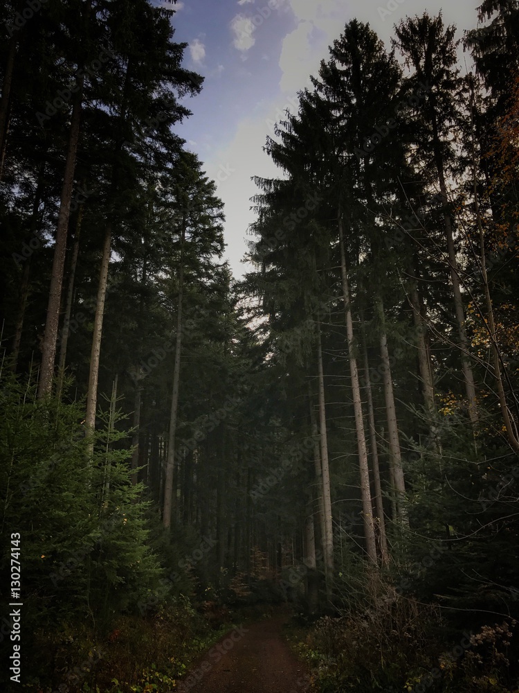 Waldweg im Schwarzwald