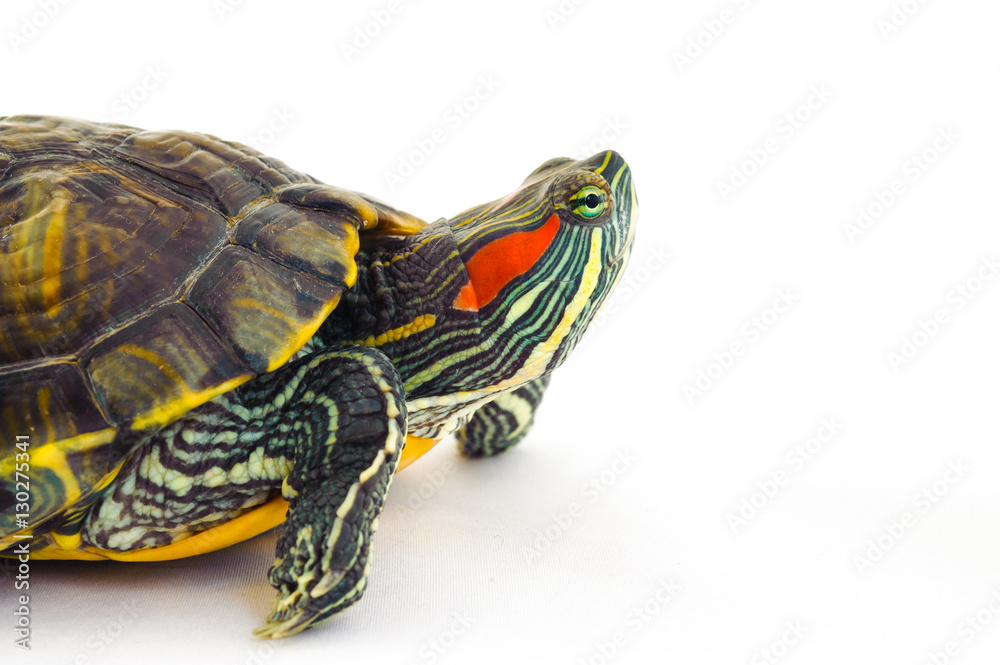one Pond slider isolated on the white background.closeup. one Pond slider isolated on the white background.closeup.