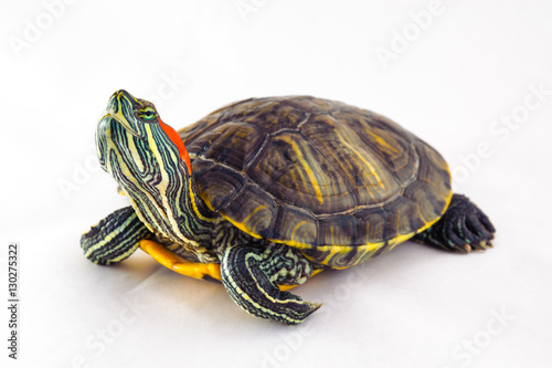 one Pond slider isolated on the white background.closeup. photo