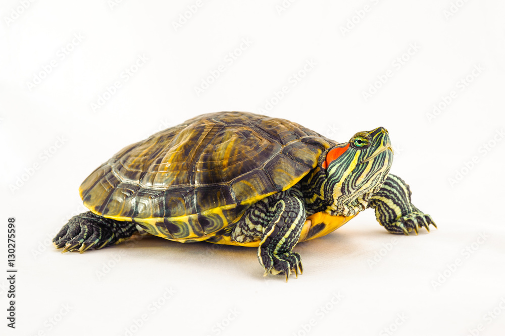 one Pond slider isolated on the white background.closeup. one Pond slider isolated on the white background.closeup.